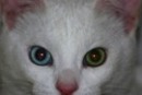 Avatar utente